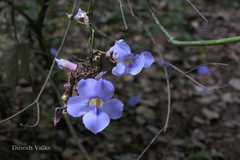 Thunbergia laurifolia
